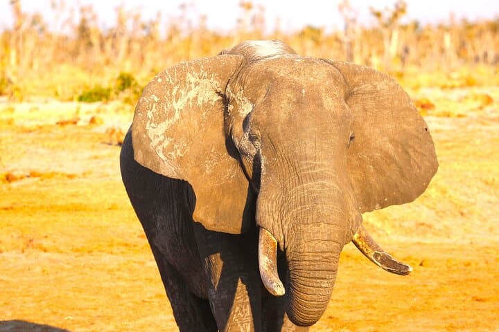 Hwange Full-Day Safari from Victoria Falls — Big Game & Waterhole Viewing photo 2