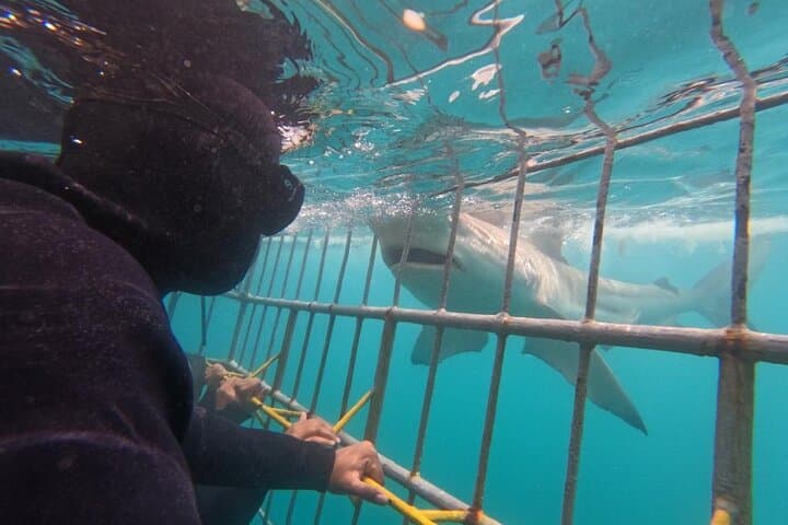 Shark Cage Diving from Cape Town — Day Trip to Gansbaai’s Shark Alley
