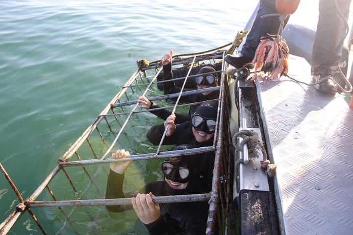 Shark Cage Diving from Cape Town — Day Trip to Gansbaai’s Shark Alley photo 2