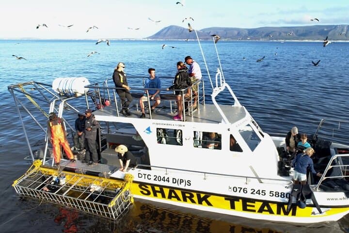 Shark Cage Diving from Cape Town — Day Trip to Gansbaai’s Shark Alley photo 5