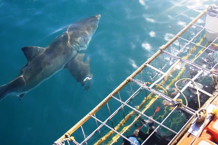 Shark Cage Diving from Cape Town — Day Trip to Gansbaai’s Shark Alley photo 6