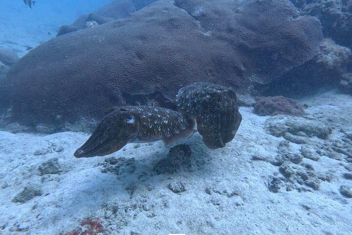 Phuket Night Shore Dive to the Island's Central Coral Reef photo 2