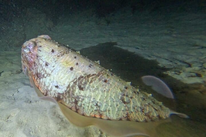 Phuket Night Shore Dive to the Island's Central Coral Reef photo 3