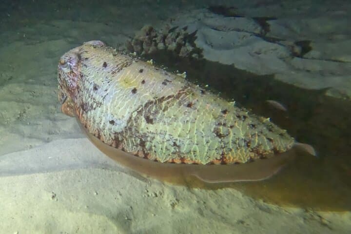 Phuket Night Shore Dive to the Island's Central Coral Reef photo 4