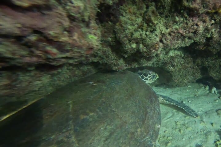 Phuket Night Shore Dive to the Island's Central Coral Reef photo 5