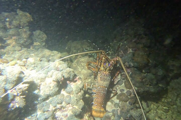 Phuket Night Shore Dive to the Island's Central Coral Reef photo 6
