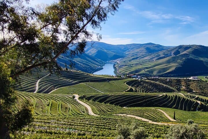 Douro Rabelo Boat Cruise, Quinta Wine Tasting & Lunch in Pinhão photo 5