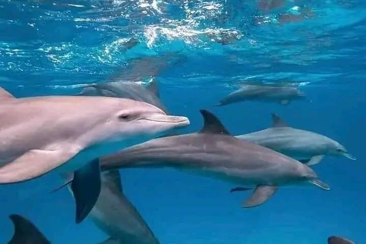 Mauritius Dolphin Swim and Whale-Watching Day Trip from West Coast