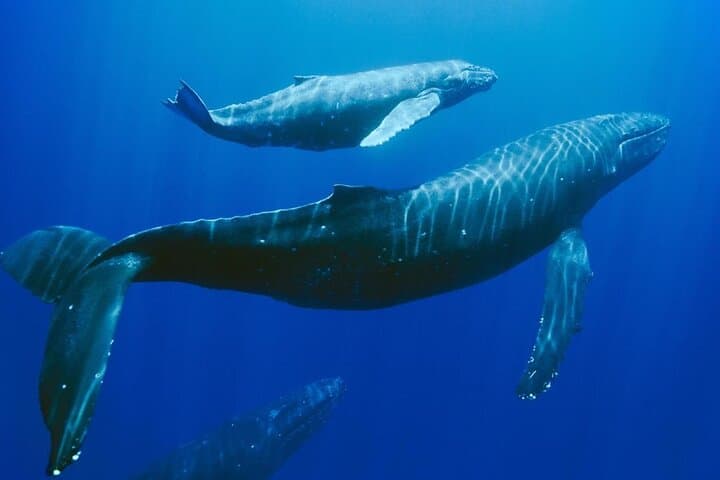 Mauritius Dolphin Swim and Whale-Watching Day Trip from West Coast photo 5