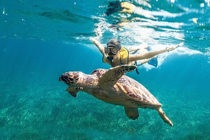 Puerto Morelos Snorkeling with Turtles and Stingrays: Reef Tour Guide photo 5