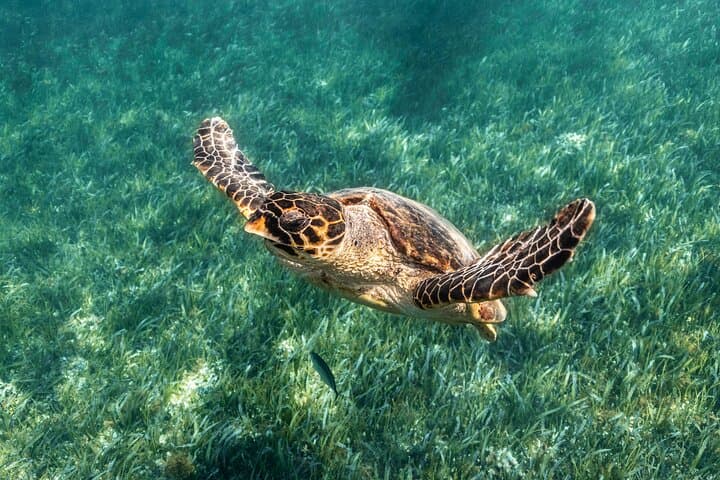 Cancun Reef Snorkeling and Parasailing Combo — Sea Turtles to Sky-High Views photo 2