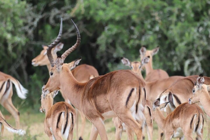 Schotia Game Reserve Full-Day Safari and Giraffe Walk from Port Elizabeth photo 3
