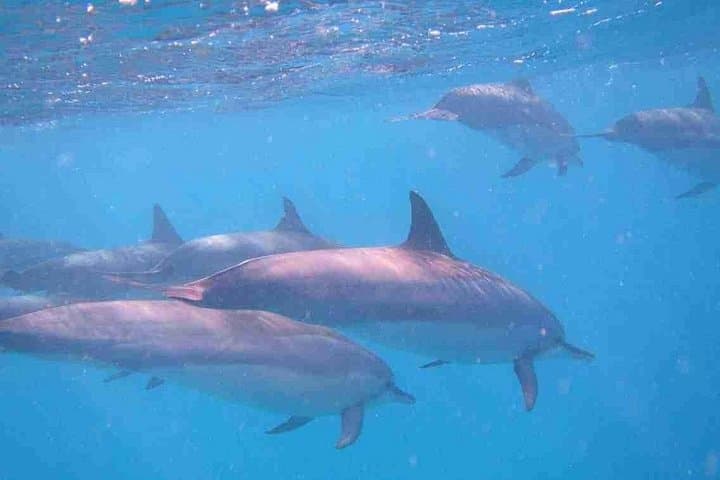Mauritius Dolphin Swim and Whale Watching Day Trip — Tamarin Bay Marine Adventure photo 4