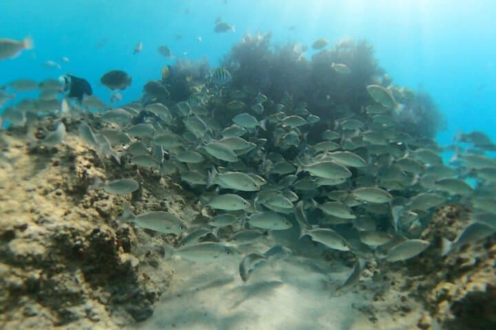 Private Balandra Beach Experience from La Paz — Snorkel Sea Lions & Beach Ceviche photo 4