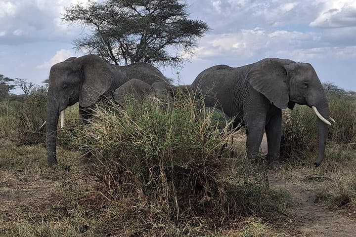 Mikumi National Park Safari — Game Drives, Hippo Pools & Southern Wilds photo 1