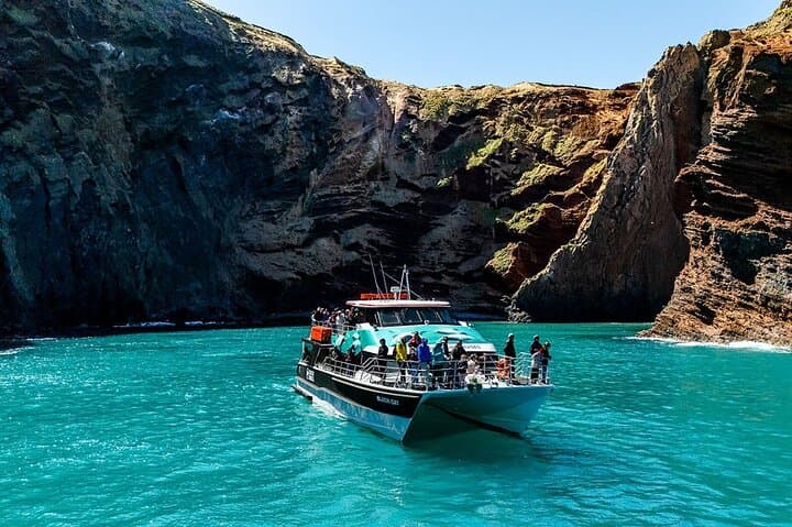 Akaroa Harbour Nature Cruise — Hector’s Dolphins, Sea Cliffs & Conservation photo 3