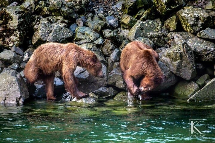 Chilkoot Lake Wildlife Tour: 4-Hour Guided Viewing Near Haines photo 2