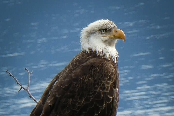 Chilkoot Lake Wildlife Tour: 4-Hour Guided Viewing Near Haines photo 4