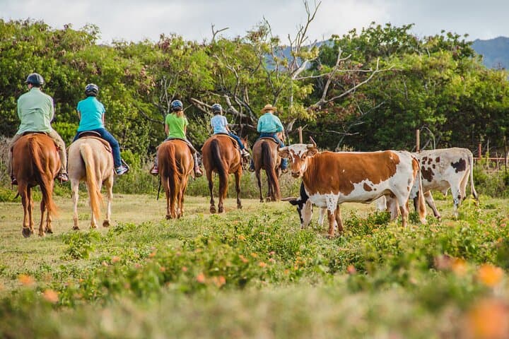 Paniolo Horseback Ride in Kahuku: 90-Min North Shore Ranch Tour photo 3