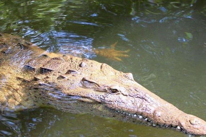 Black River Crocodile Safari and Pelican Bar Boat Trip, Jamaica photo 1