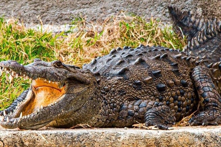 Black River Crocodile Safari and Pelican Bar Boat Trip, Jamaica photo 3