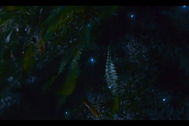 See Auckland's Secret Glow Worms: Night Walk in Auckland's Urban Bush photo 6
