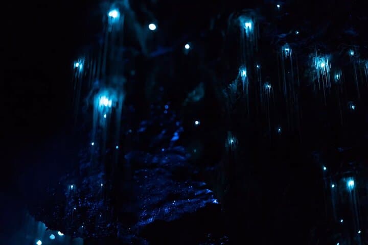 See Auckland's Secret Glow Worms: Night Walk in Auckland's Urban Bush photo 4