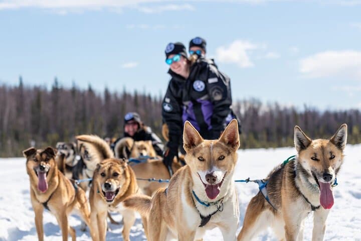 Anchorage to Willow Sled Dog Adventure: Ride with Iditarod Huskies photo 6