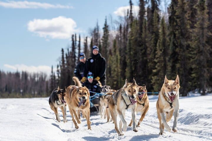 Anchorage to Willow Sled Dog Adventure: Ride with Iditarod Huskies photo 5
