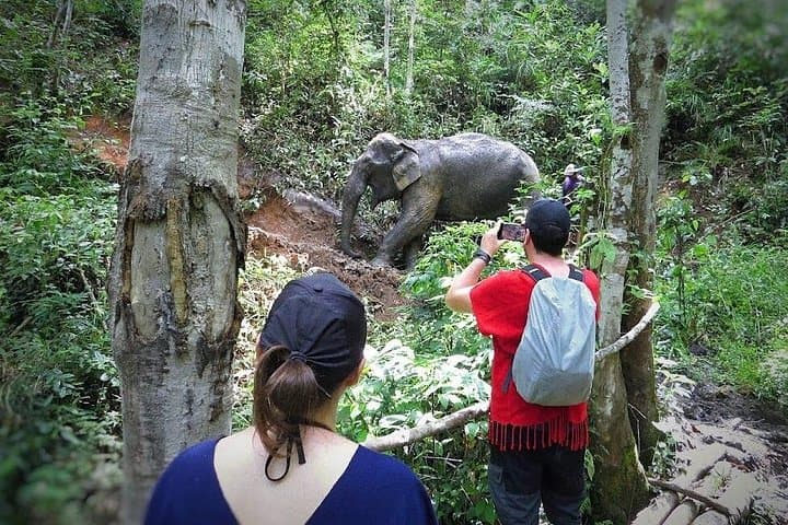 Chiang Mai ATV Adventure: Doi Inthanon Trekking & Elephant Sanctuary Day Trip photo 5