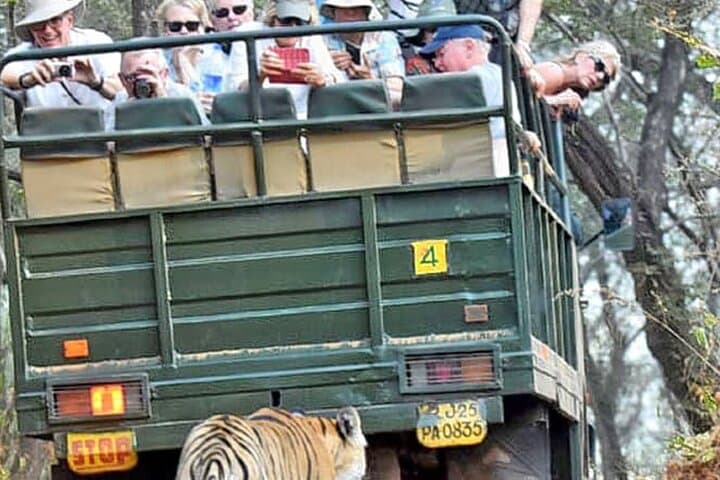 Ranthambore Canter Safari: 20-Seater Tiger-Spotting Experience photo 3