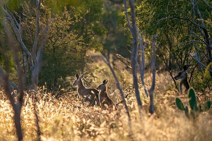 Blue Mountains Wild Kangaroos & Sunset Wilderness Tour photo 3