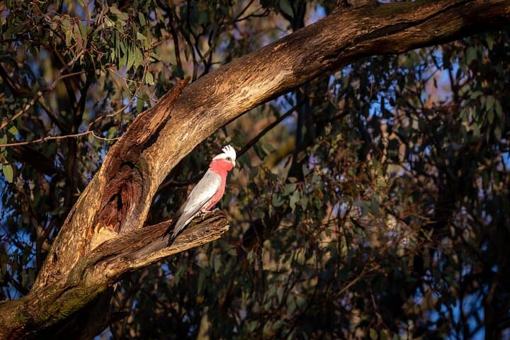 Blue Mountains Wild Kangaroos & Sunset Wilderness Tour photo 4