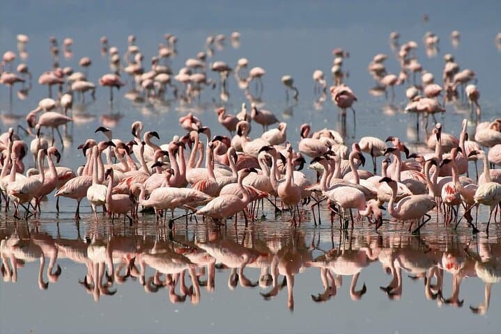 2-Day Lake Nakuru, Hell's Gate & Lake Naivasha Safari from Nairobi photo 2