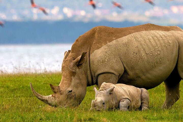 2-Day Safari from Nairobi: Hell's Gate, Lake Naivasha & Lake Nakuru photo 6