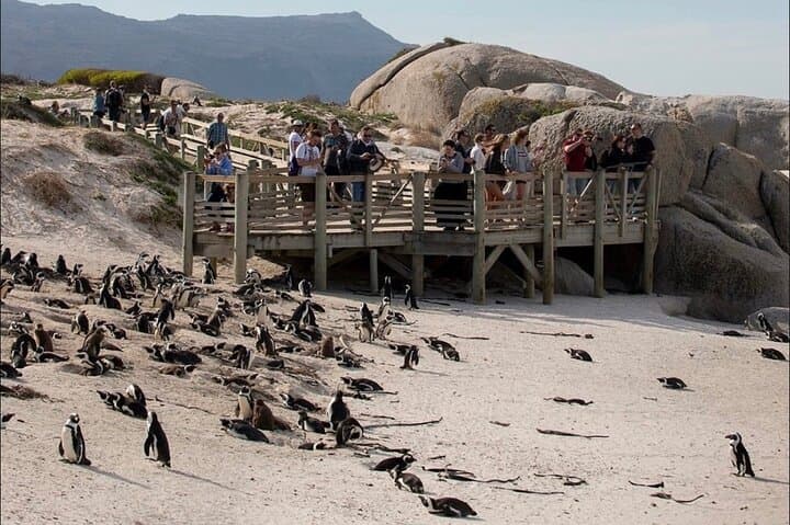 Cape Peninsula Coastal Drive: Cape of Good Hope, Boulders Beach & Chapman's Peak photo 6