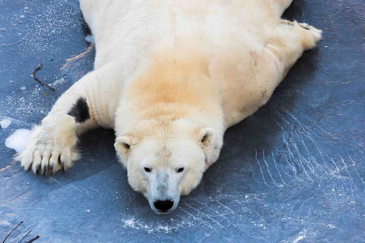 Ranua Zoo Guided Tour from Rovaniemi: Arctic Wildlife Experience