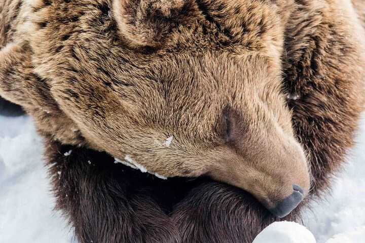 Ranua Zoo Guided Tour from Rovaniemi: Arctic Wildlife Experience photo 2