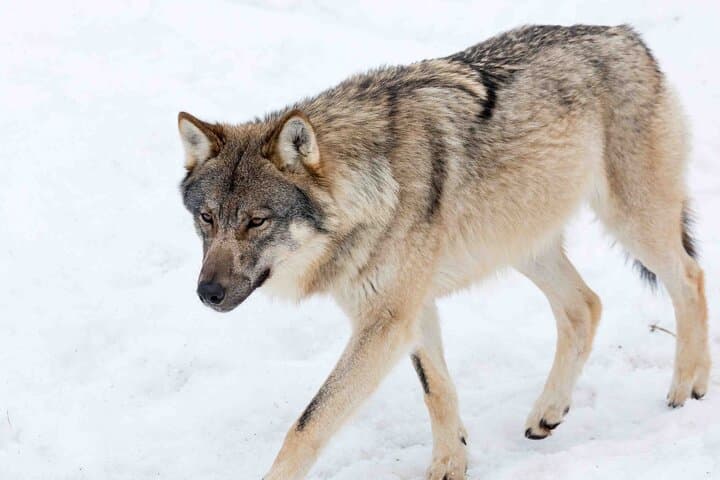Ranua Zoo Guided Tour from Rovaniemi: Arctic Wildlife Experience photo 3