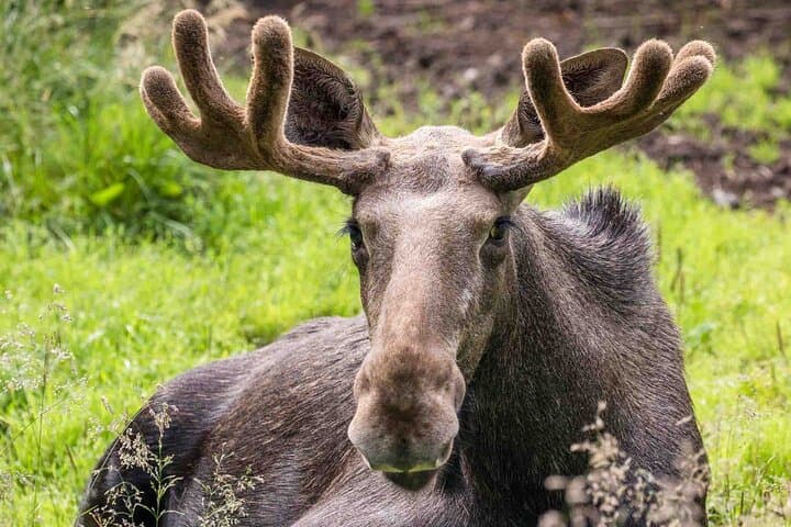 Ranua Zoo Guided Tour from Rovaniemi: Arctic Wildlife Experience photo 5