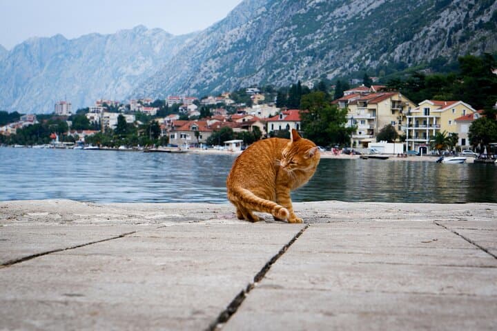 Self-Guided Stroll Through Kotor Old Town: Highlights and St. John Fortress photo 6