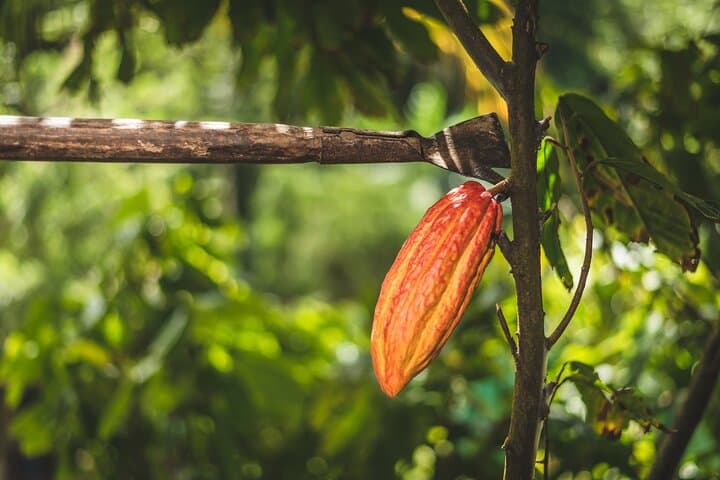 Rabot Estate Tree-to-Bar Chocolate Tour — Project Chocolat, Saint Lucia photo 6