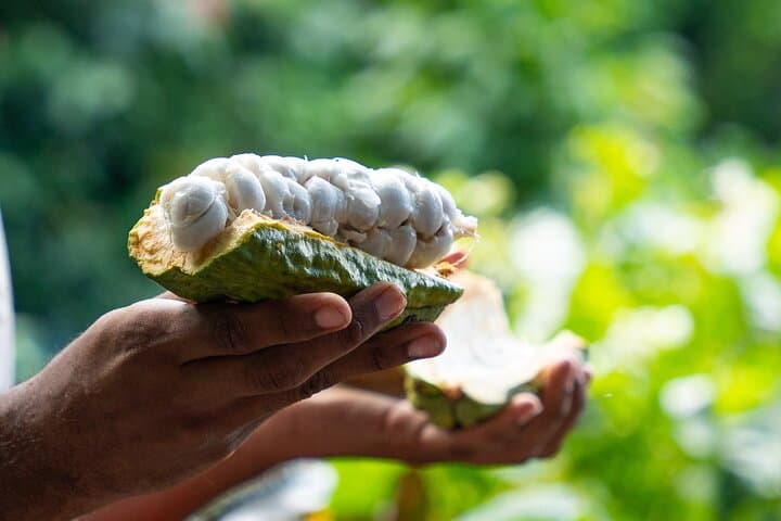 Project Chocolat Bean-to-Bar Experience at Rabot Estate, St. Lucia photo 5