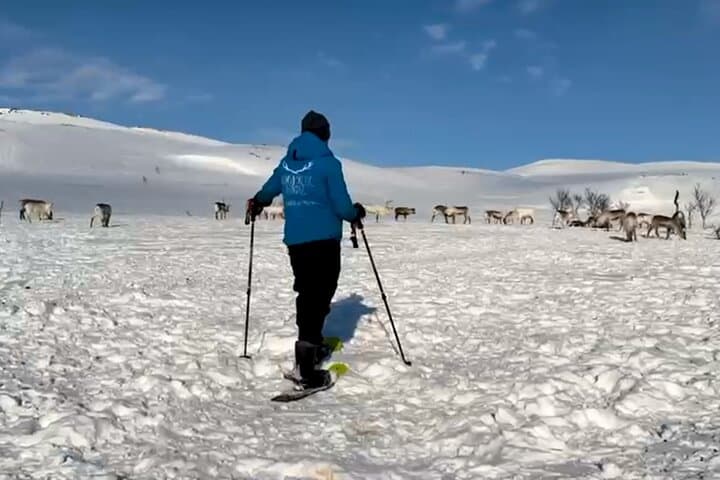 Tromsø Snowshoeing with Reindeer: Guided Winter Walk and Traditional Meal photo 6
