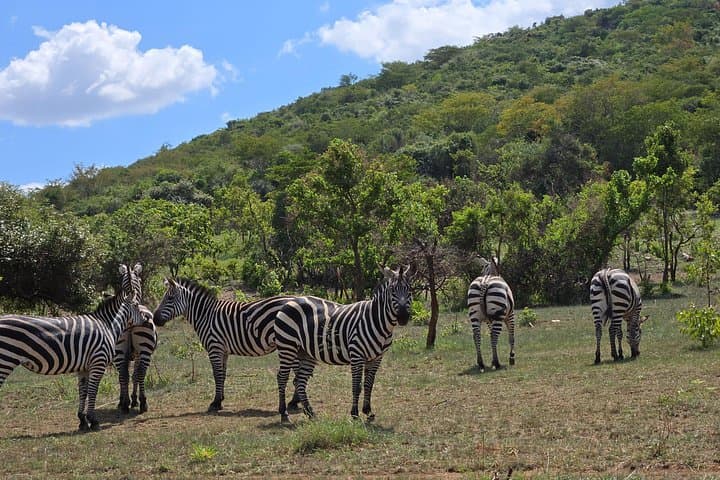 2-Day Akagera National Park Safari and Lake Ihema Boat Ride from Kigali