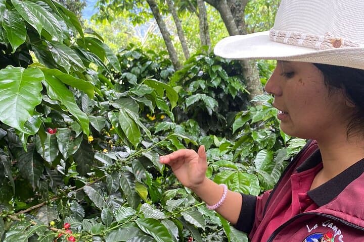 Full-Day Coffee Farm Experience at Finca Papera — From Bean to Cup Near Bogotá photo 4