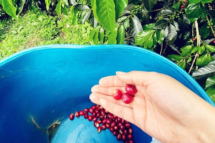Full-Day Coffee Farm Experience at Finca Papera — From Bean to Cup Near Bogotá photo 6