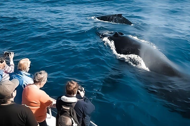 Oahu Whale Watch & Waikiki Sunset Boat Tour — Humpbacks off Waikiki photo 3
