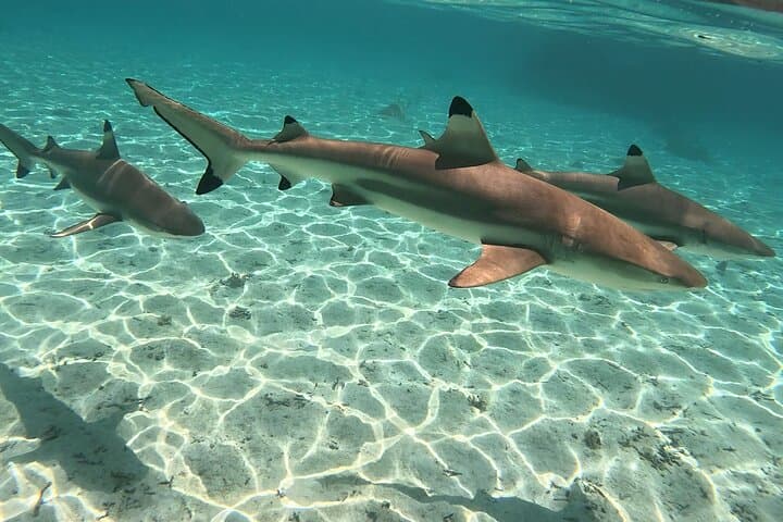 Private Raiatea & Taha'a Lagoon Exploration — Snorkel, Pearl Farm & Vanilla Tasting photo 3