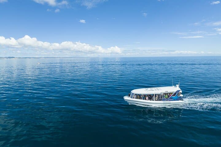 Hervey Bay Ultimate Whale Watching Cruise — Platypus Bay Humpback Encounters photo 2